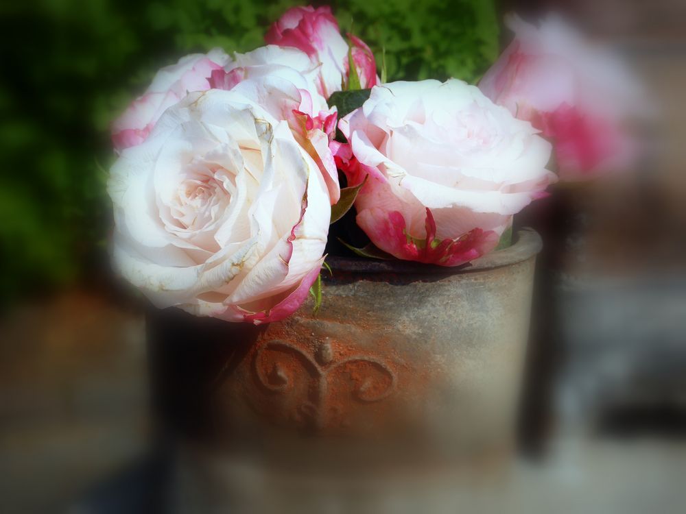 Rosen der Antike