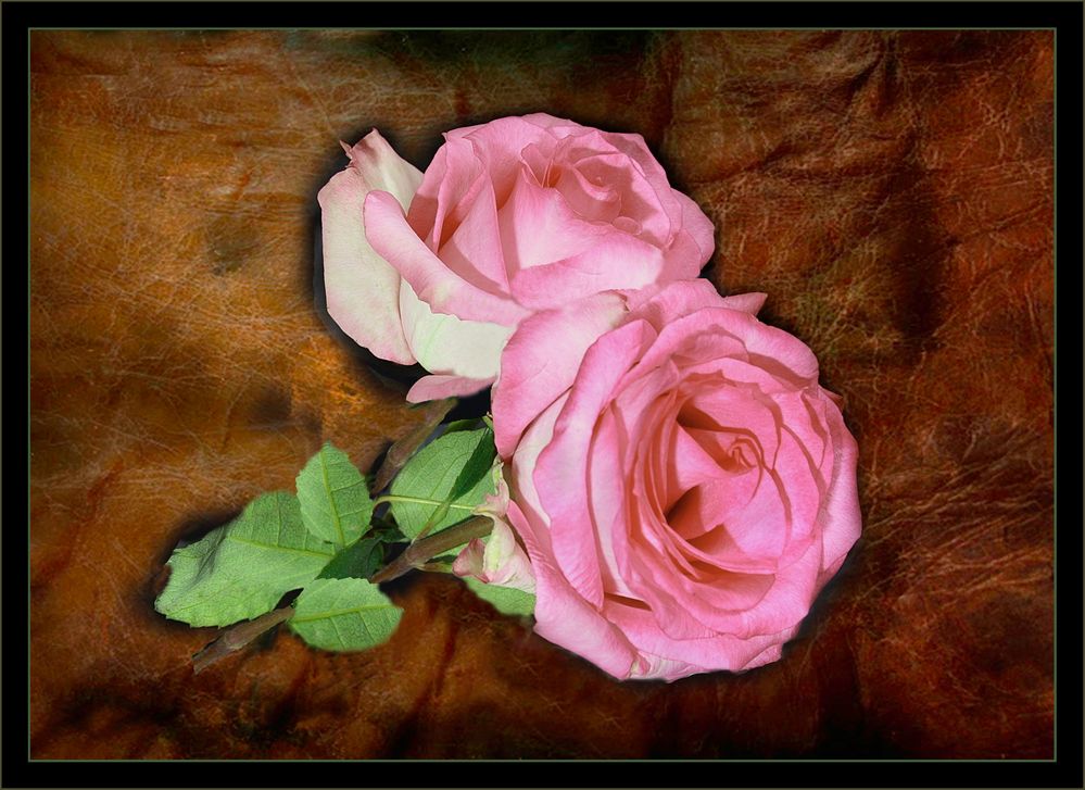 Rosen der Freundschaft Foto & Bild stillleben , natur, macro Bilder
