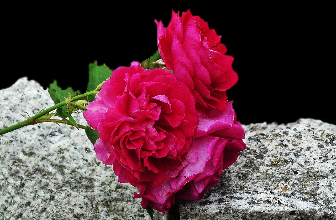 Rosen der Liebe Foto & Bild pflanzen, pilze & flechten, blüten