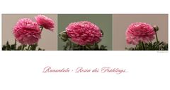 Rosen des Frühlings...