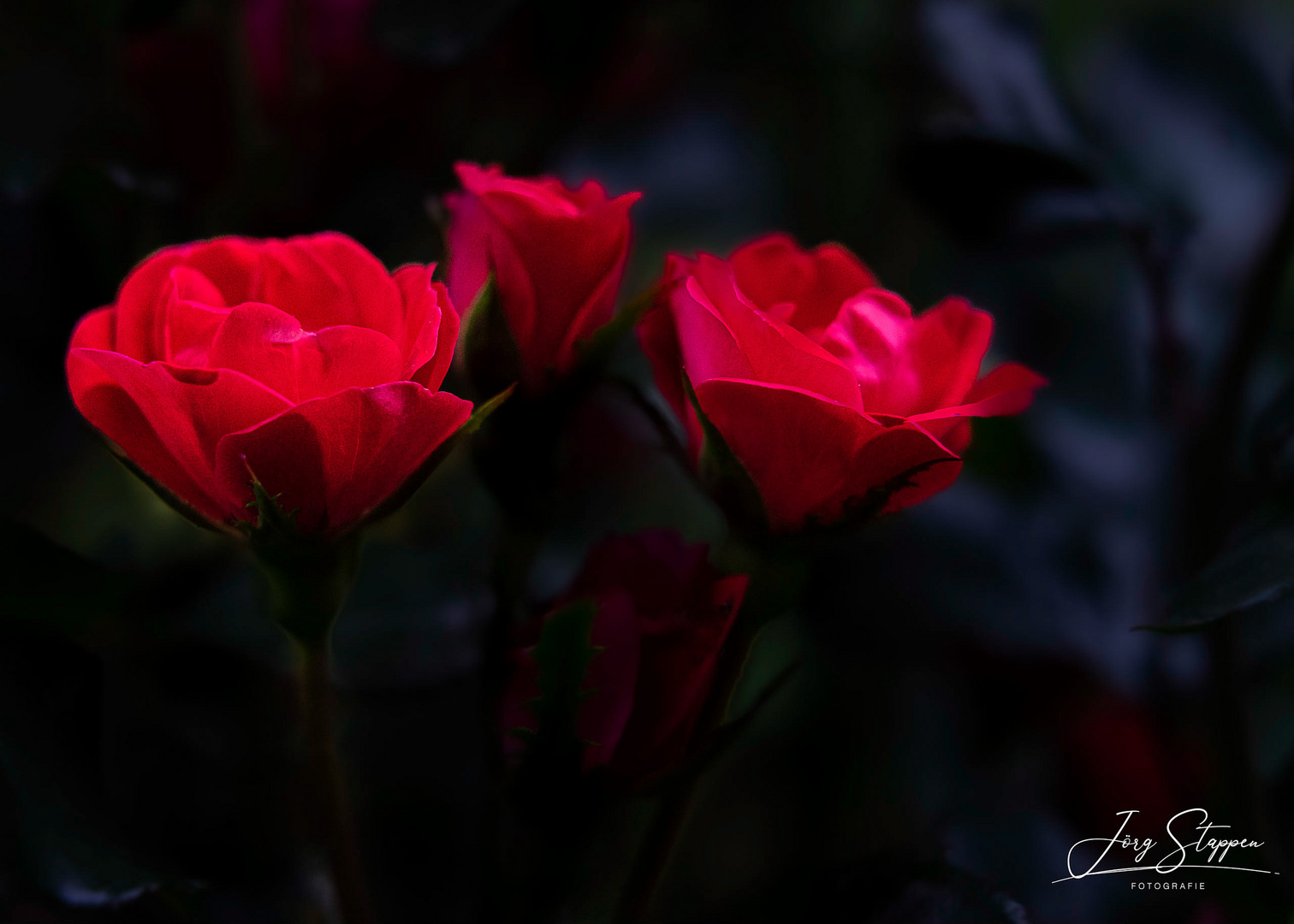 Rosen - Die Königinnen der Blumen