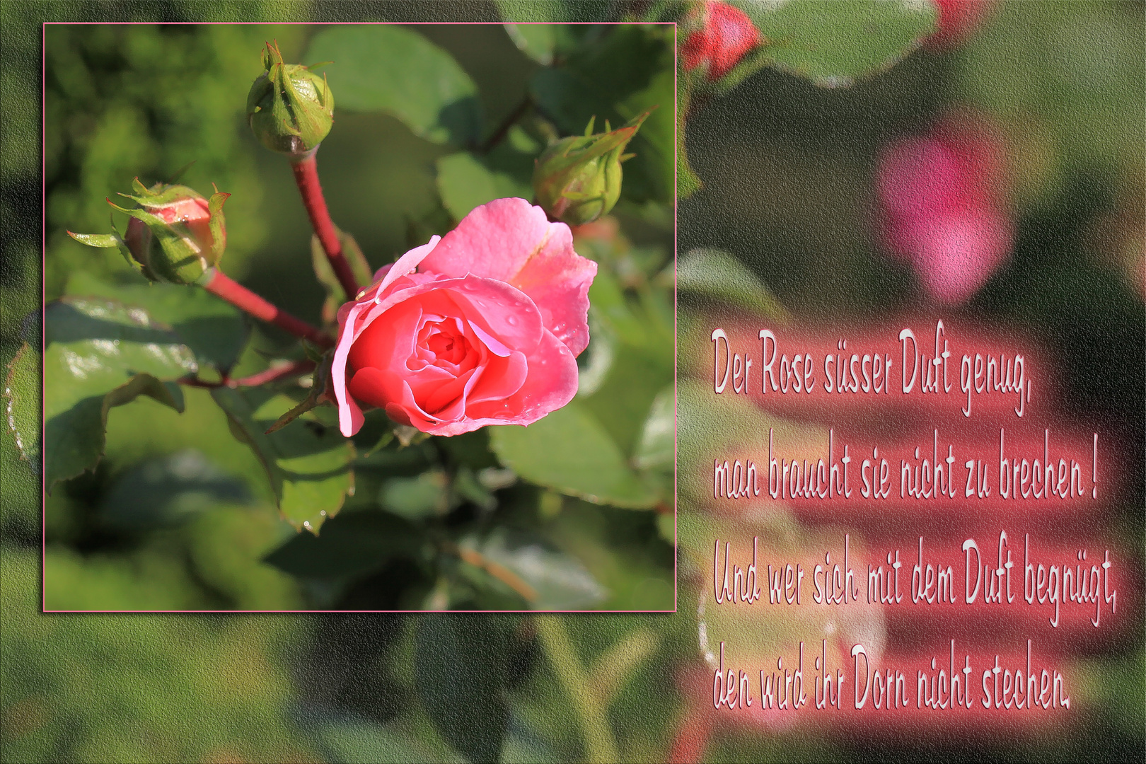 Get Spruch rosenduft For Android