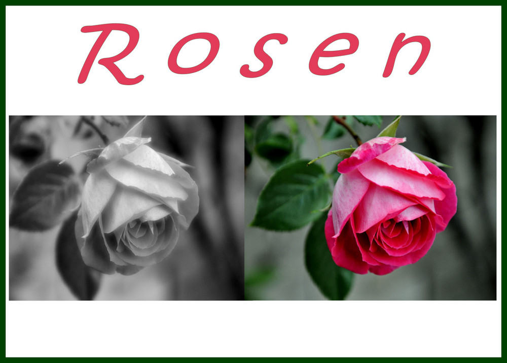 Rosen