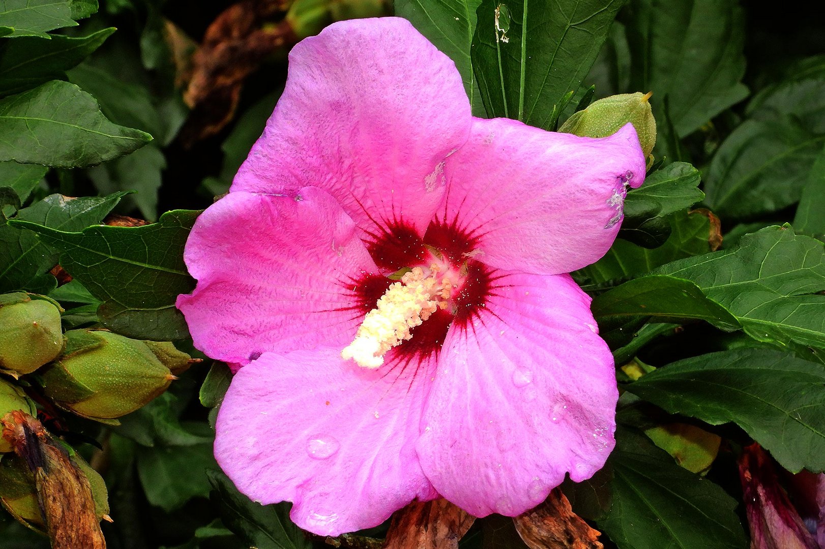 Rosen Eibisch Foto & Bild | natur, pflanzen, blüten Bilder auf ...