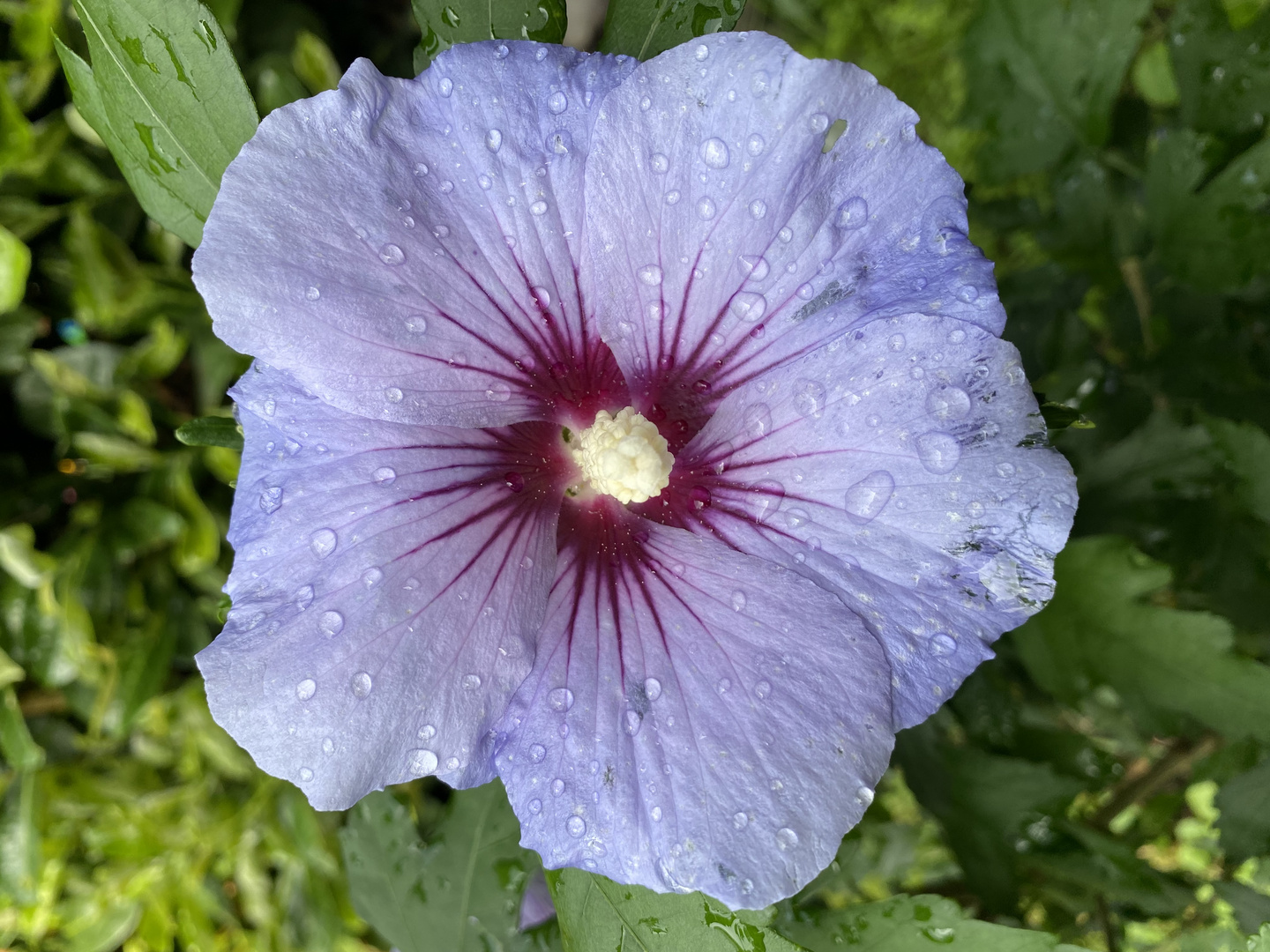 „Rosen-Eibisch Blue Bird • Hibiscus syriacus Blue Bird“