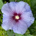 „Rosen-Eibisch Blue Bird • Hibiscus syriacus Blue Bird“