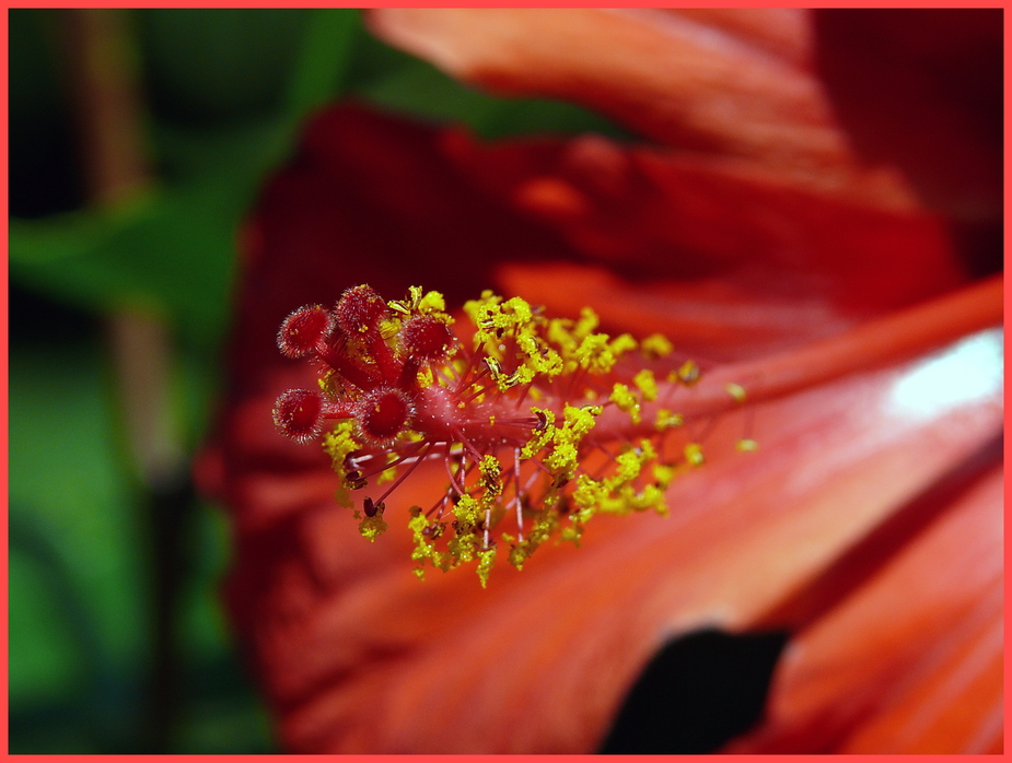 Rosen-Eibisch/ Hibiskus