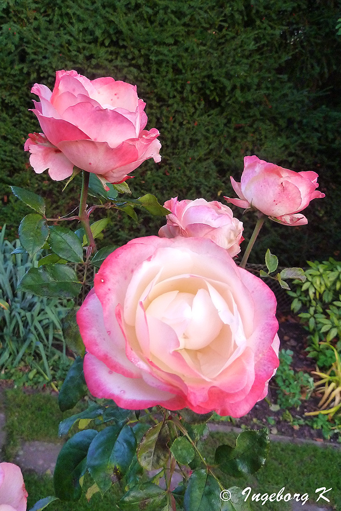 Rosen - eine Aufmunterung bei den trüben Herbsttagen