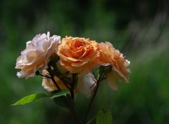 Rosen