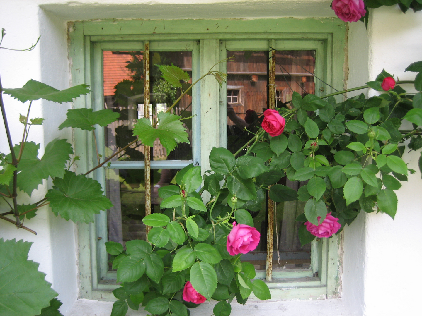 Rosen-Fenster