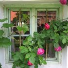 Rosen-Fenster