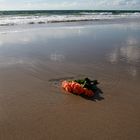 Rosen findet man am Strand