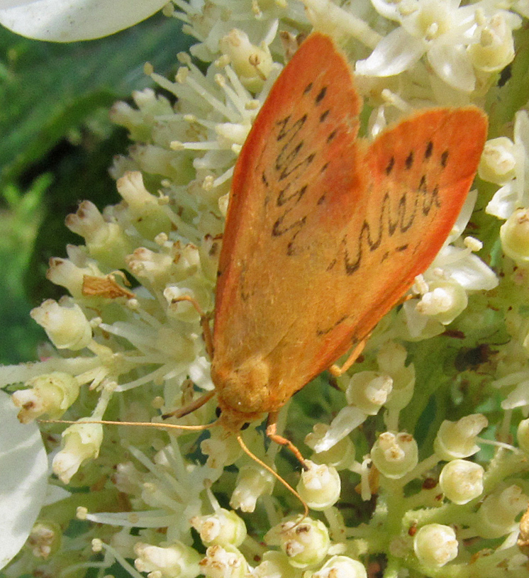 Rosen-Flechtenbärchen