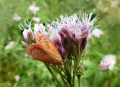 Rosen-Fleckenbärchen