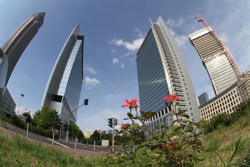 Rosen für Castor und Pollux