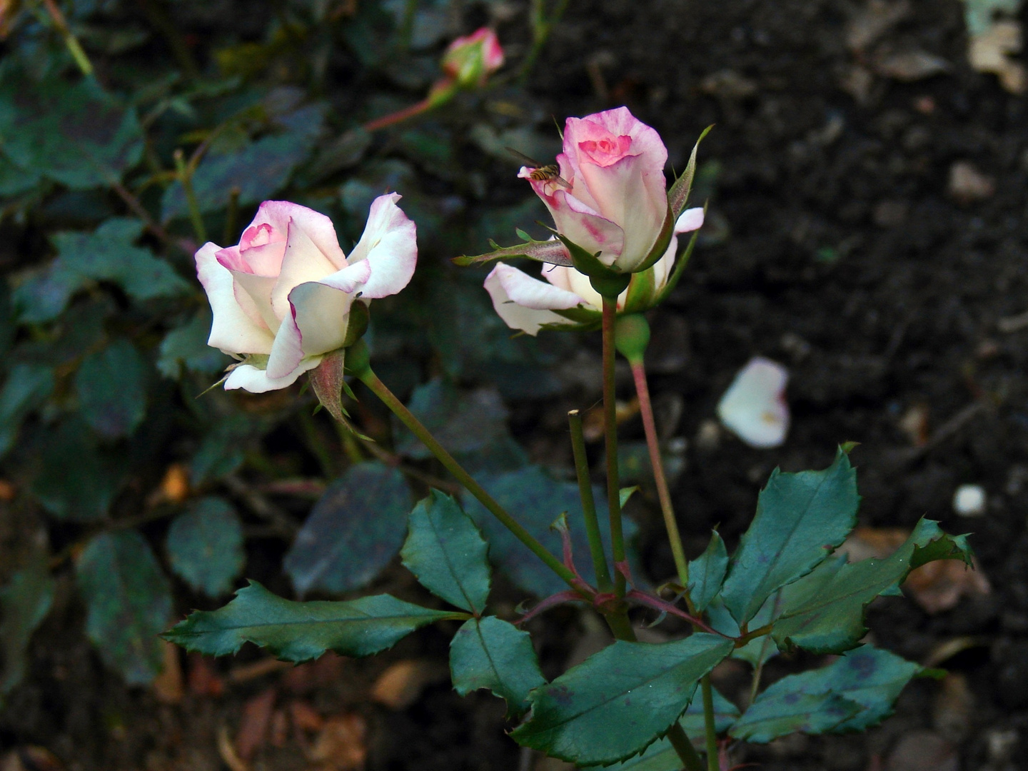 Rosen für dich liebe Helga