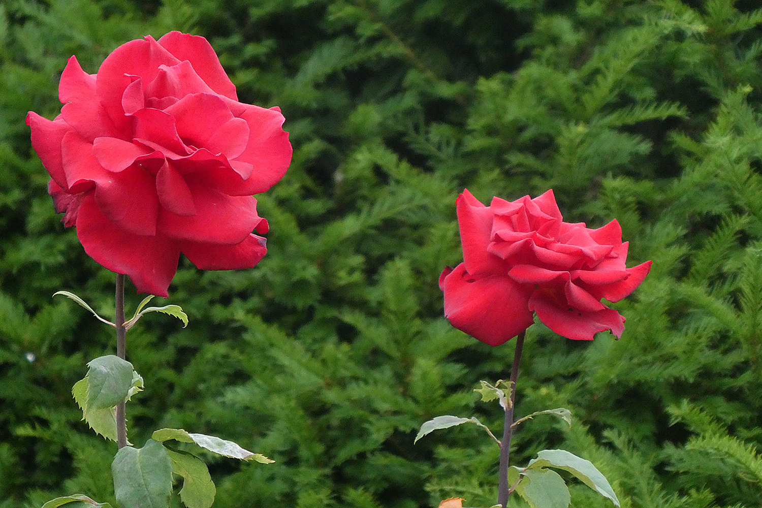 Rosen für die Damen