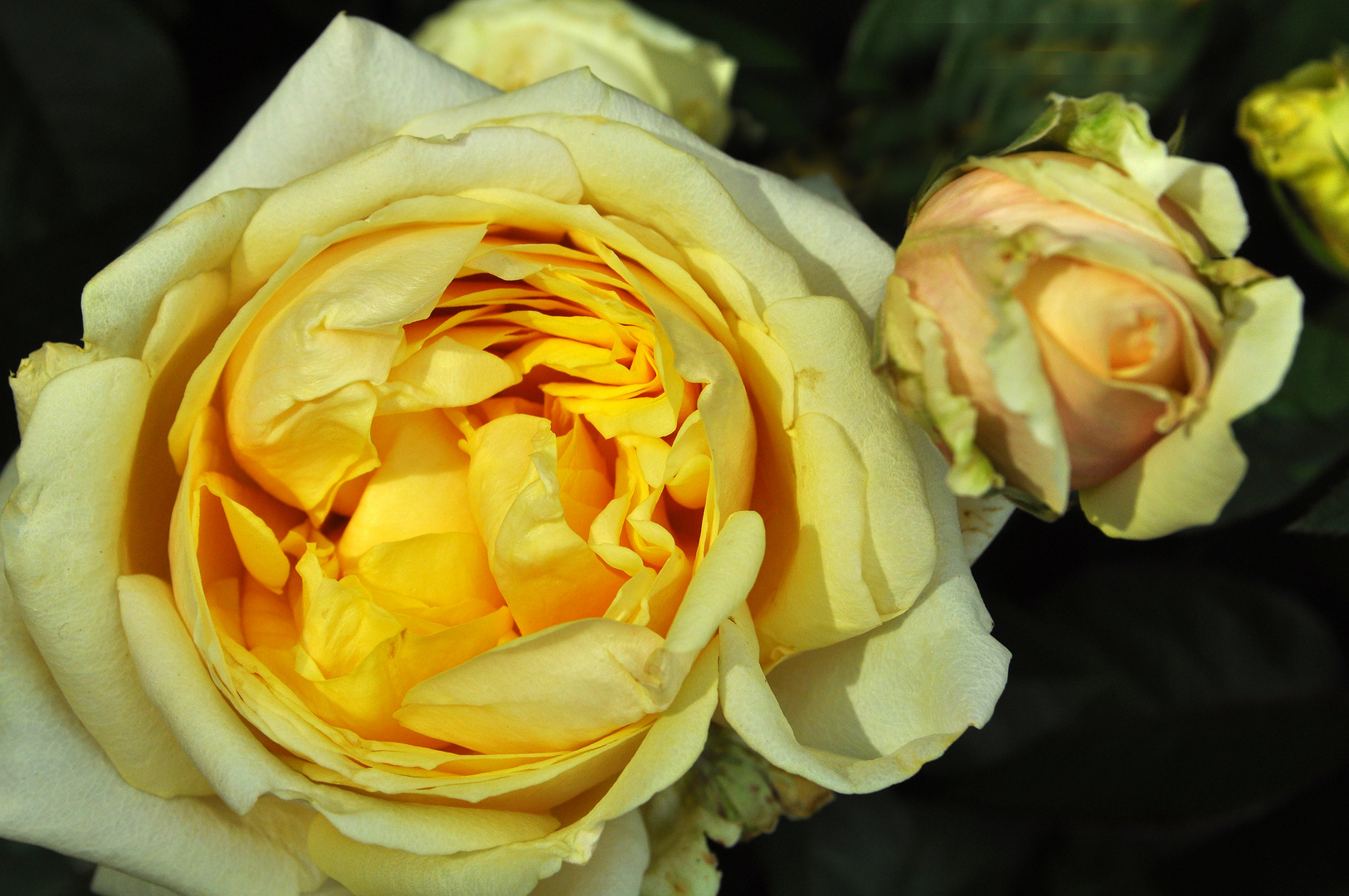 Rosen für die Damen