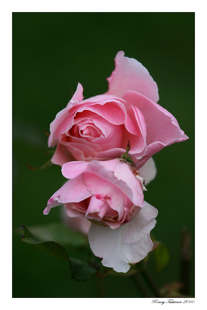 Rosen für die Damen