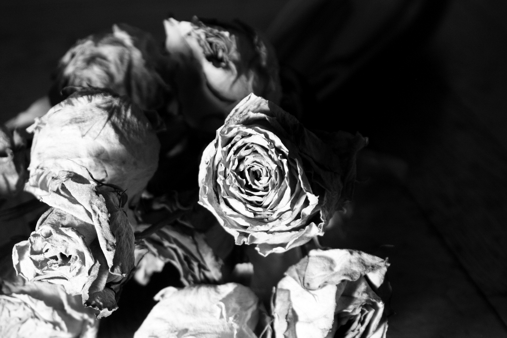 ...Rosen für die Ewigkeit