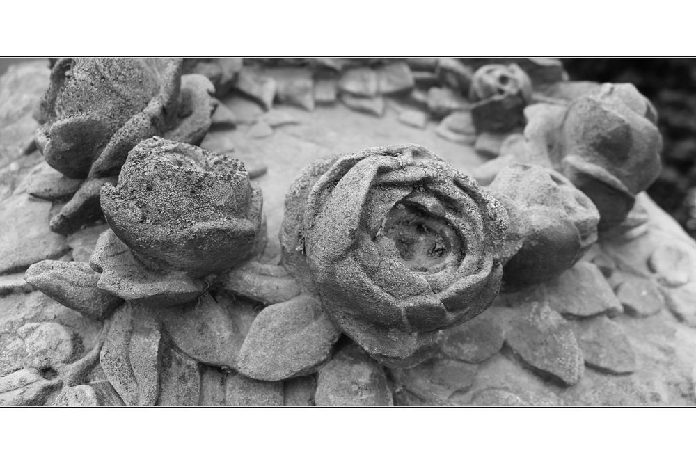 Rosen für die Ewigkeit von Heiko Alexander 