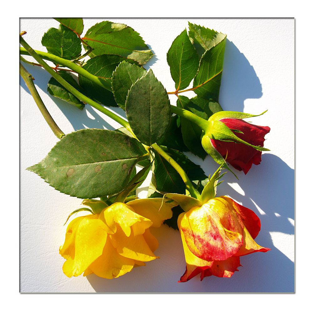 Rosen für Euch (2)