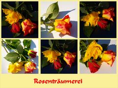 Rosen für Euch (3)