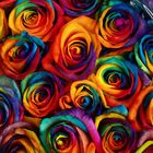 Rosen für Farbenliebe