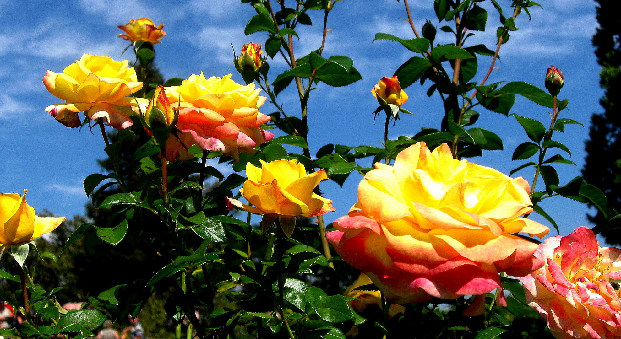 ROSEN FÜR MEINE FREUNDE&hellip;.aus meinem Garten&hellip;.. Foto