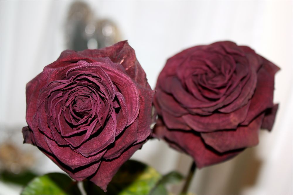 Rosen für meine Große Liebe!!!