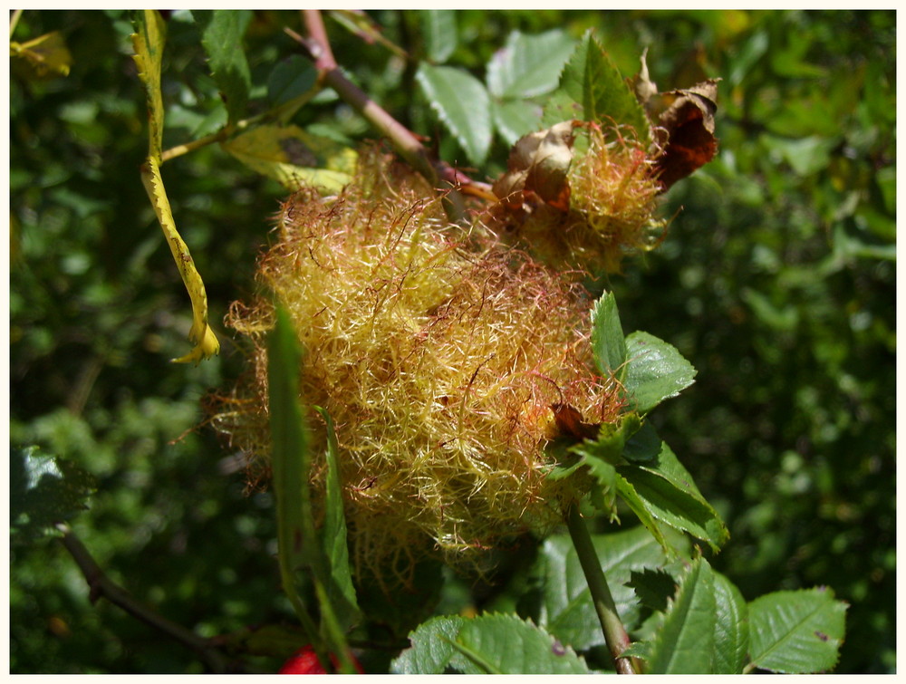 Rosen-Galle .Eine seltsame Wucherung an Wildrosen.