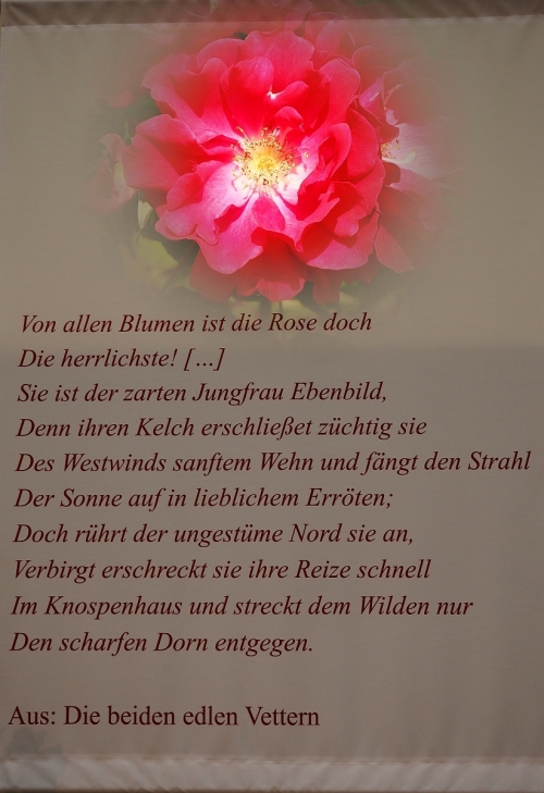 Rosen-Gedicht