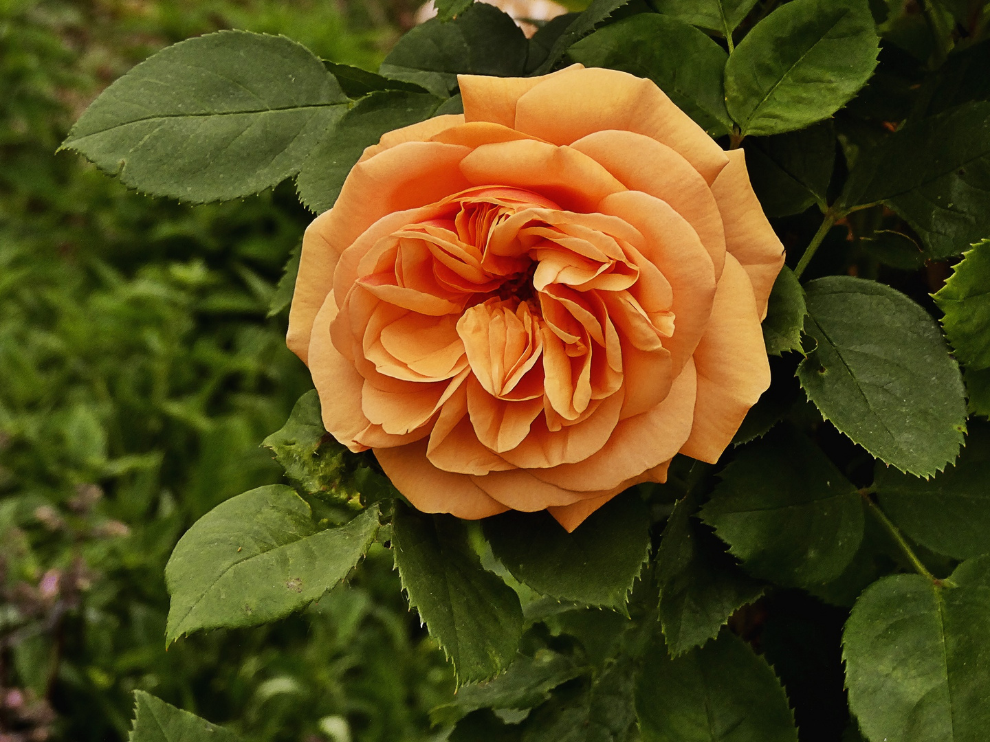 Rosen haben Dornen Foto & Bild natur, pflanzen, rosen Bilder auf Rosen haben Dornen Foto & Bild natur, pflanzen, rosen Bilder auf