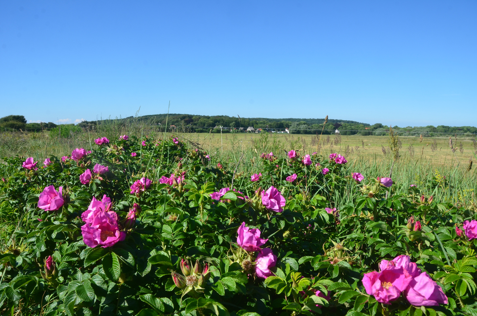 Rosen Hiddensee