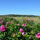 Rosen Hiddensee