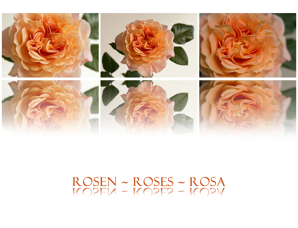 Rosen II....