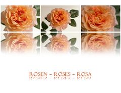 Rosen II....