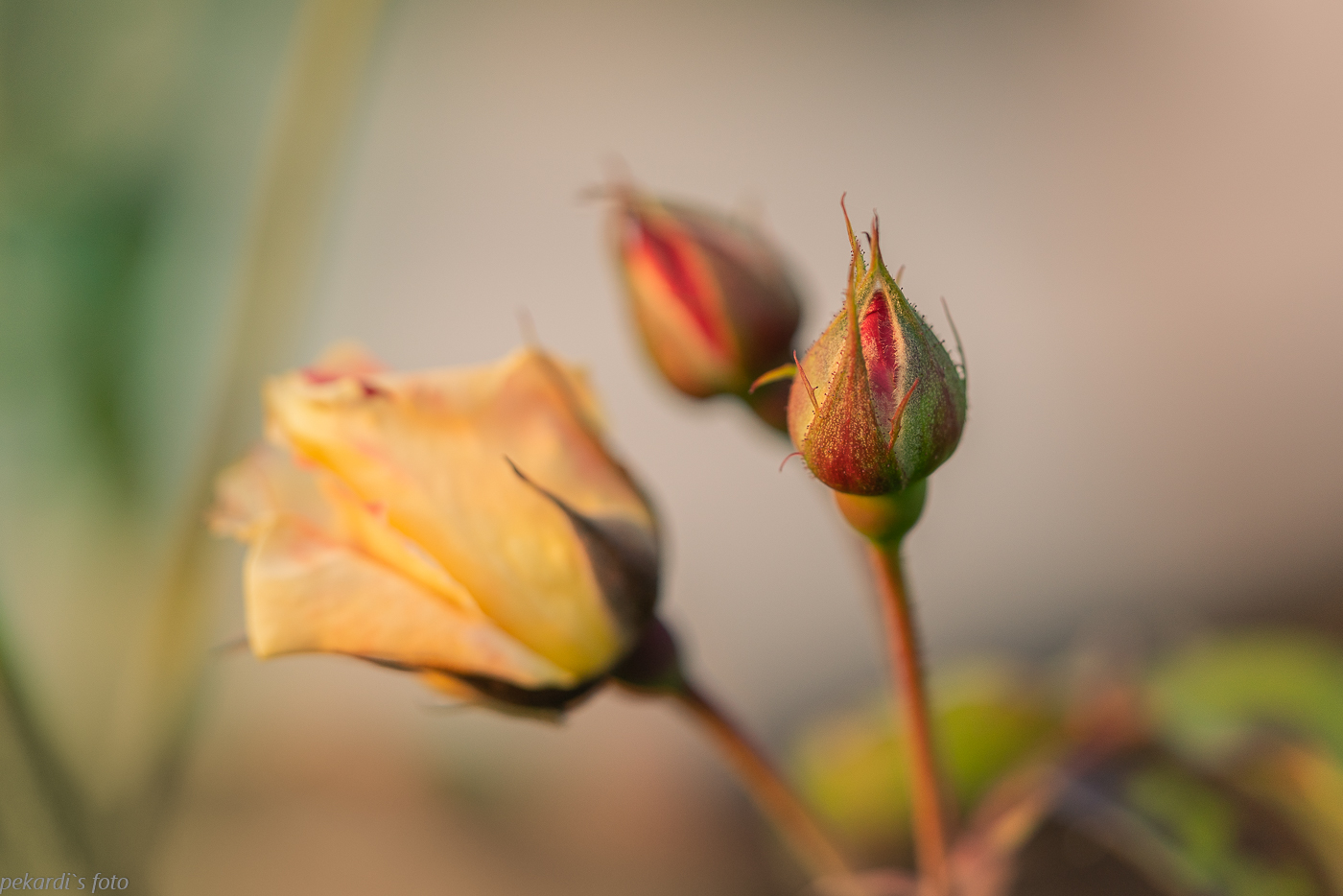 Rosen im Abendlicht