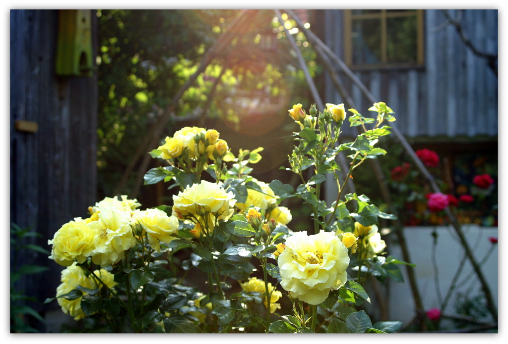 Rosen im Abendlicht