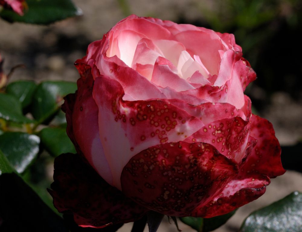 Rosen im Arboretum in Ellerhoop