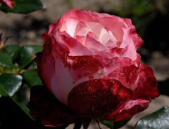 Rosen im Arboretum in Ellerhoop