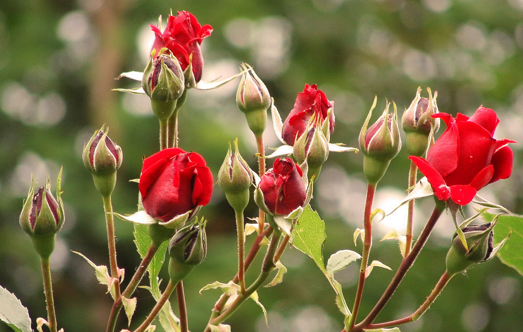 Rosen im Bauerngarten