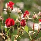 Rosen im Bauerngarten