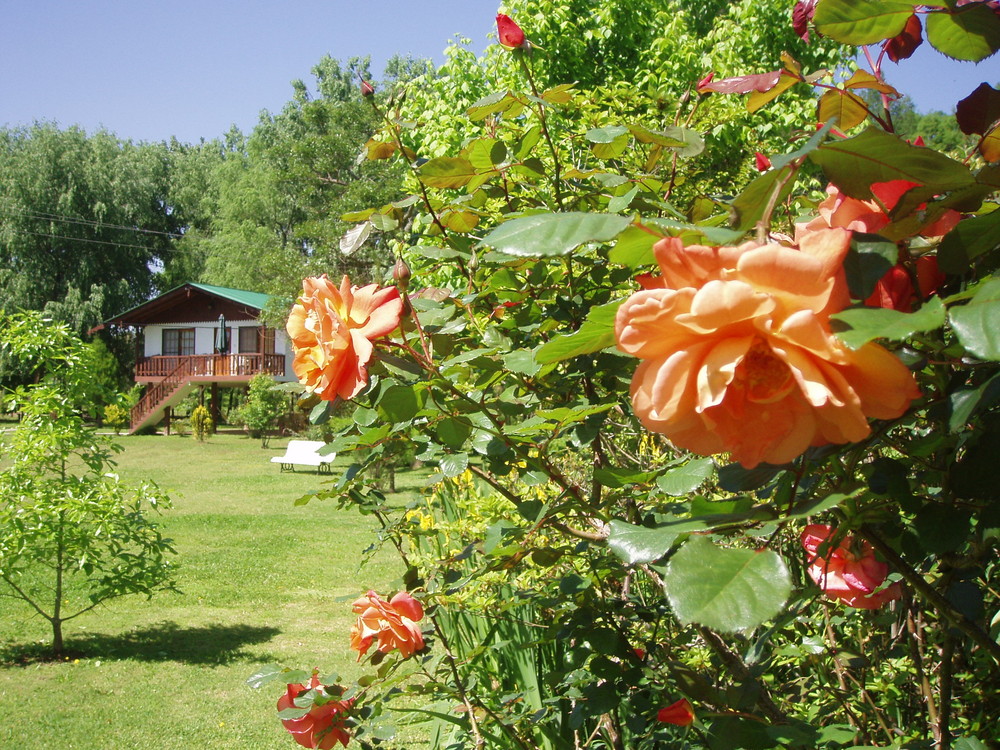 Rosen im Delta de Tigre, Argentinien