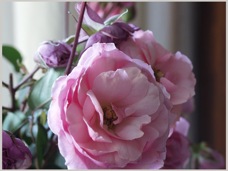 38+ Blumen Im Dezember, Im dezember sehen wir jedoch noch wenig