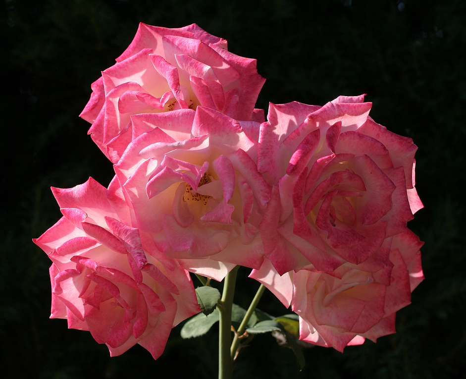 Rosen im Donaukanal-Rosarium