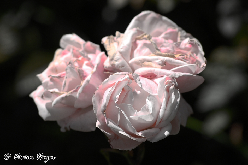 Rosen im dreierlei