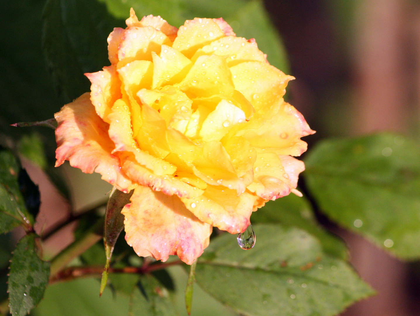 Rosen im eingenen Garten