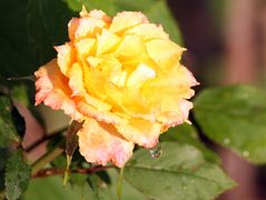 Rosen im eingenen Garten