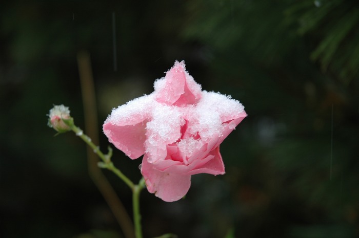Rosen im ersten Schnee
